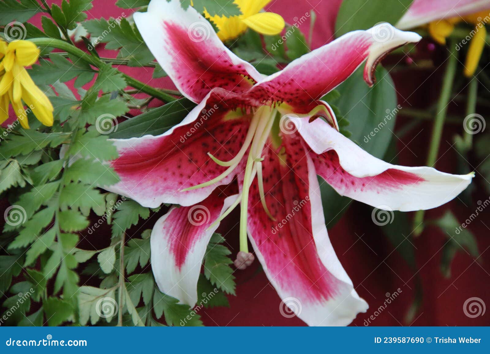 Lily Stargazer and Yellow Flowers with Greenery Stock Photo - Image of ...