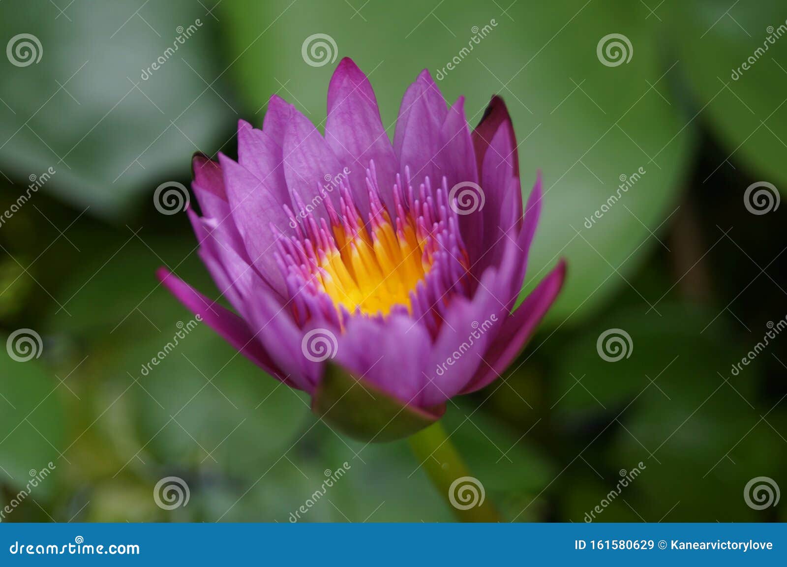 Lily Lotus Flower is Blooming. Stock Image Image of flower, lotus 161580629