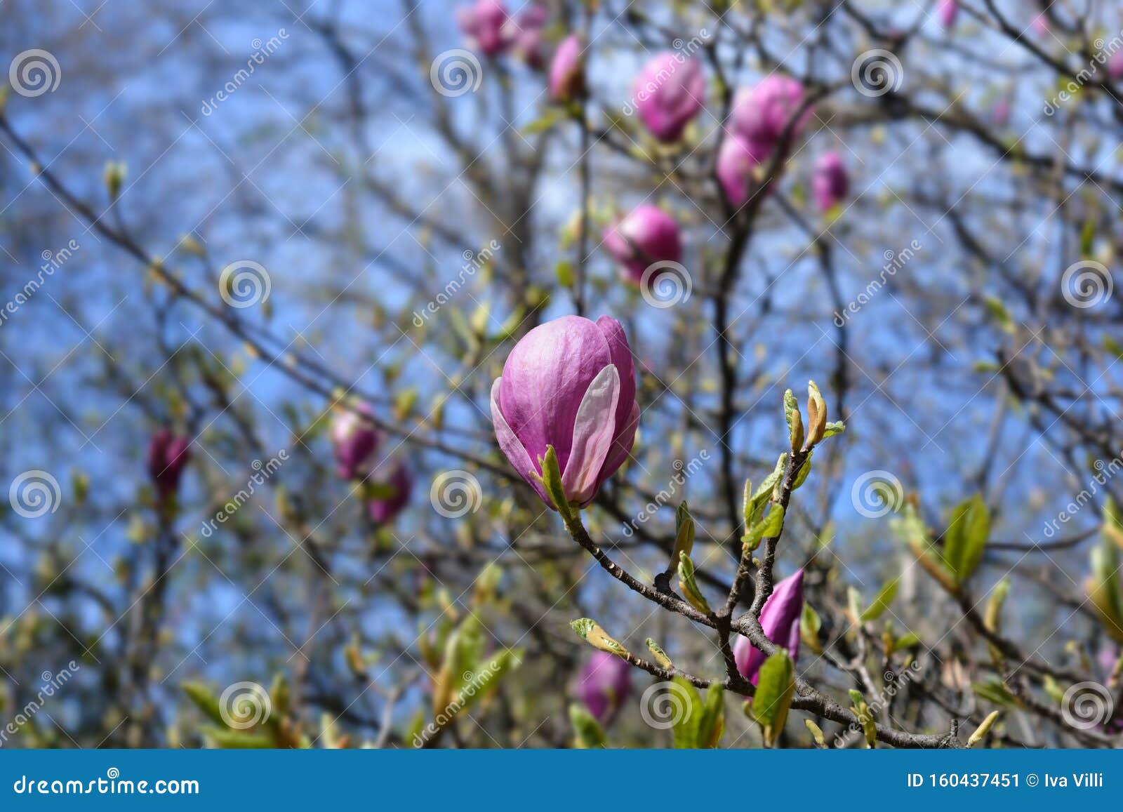 lily magnolia o neill