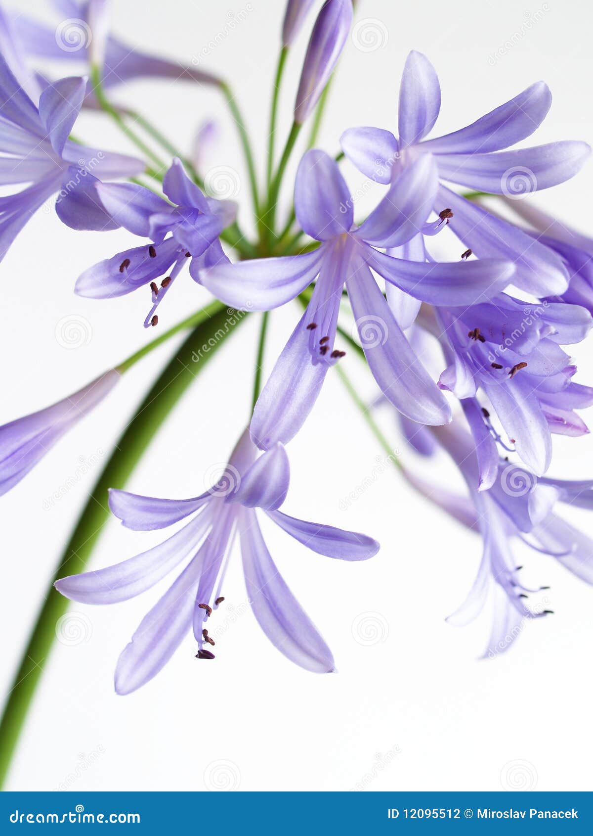 Lily of the Nile stock photo. Image of close, flowers 12095512