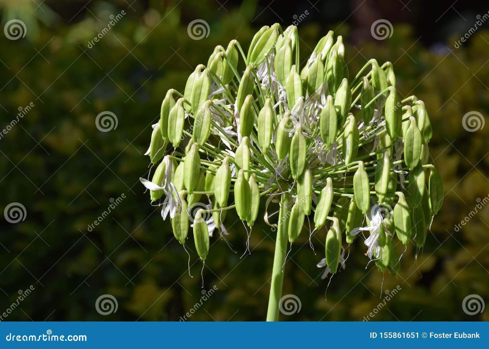 lily of the nile seeds