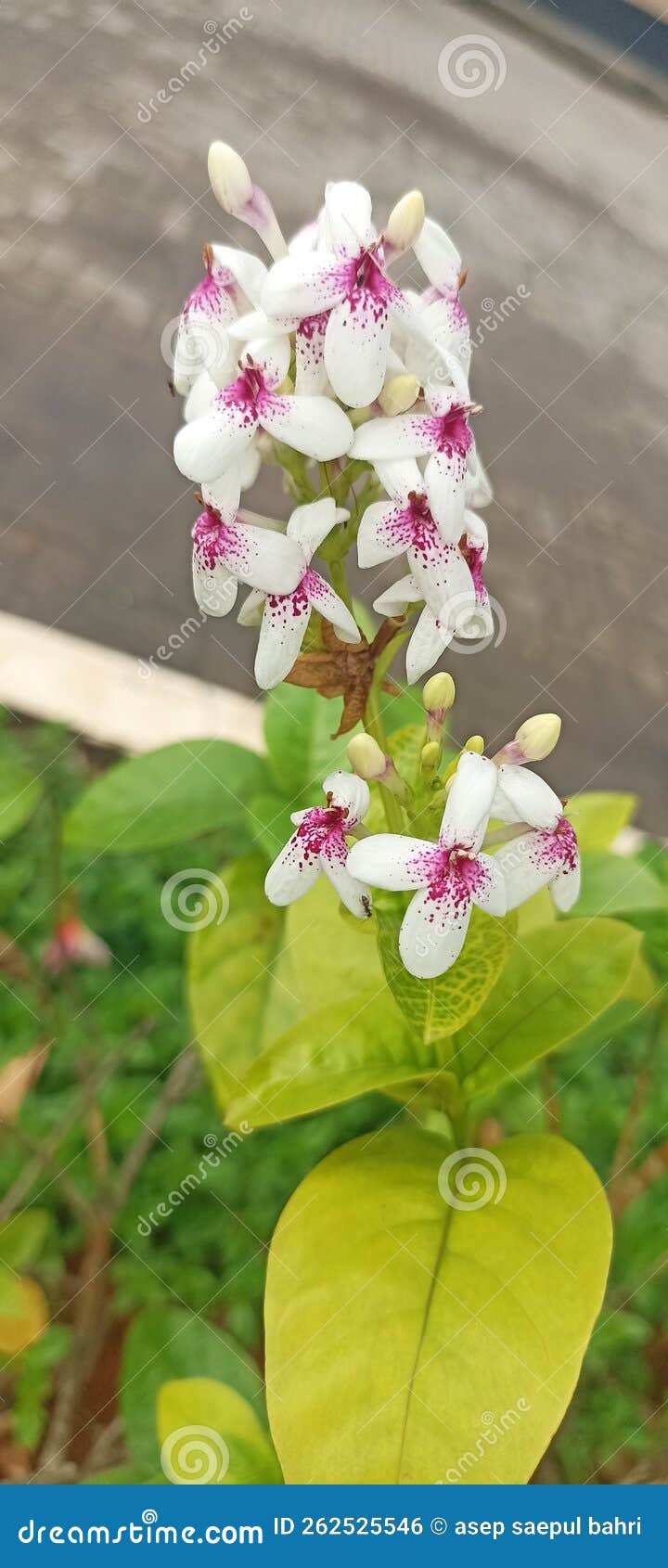 Lily Orchids Growing in the Yard Stock Photo Image of herb, yard