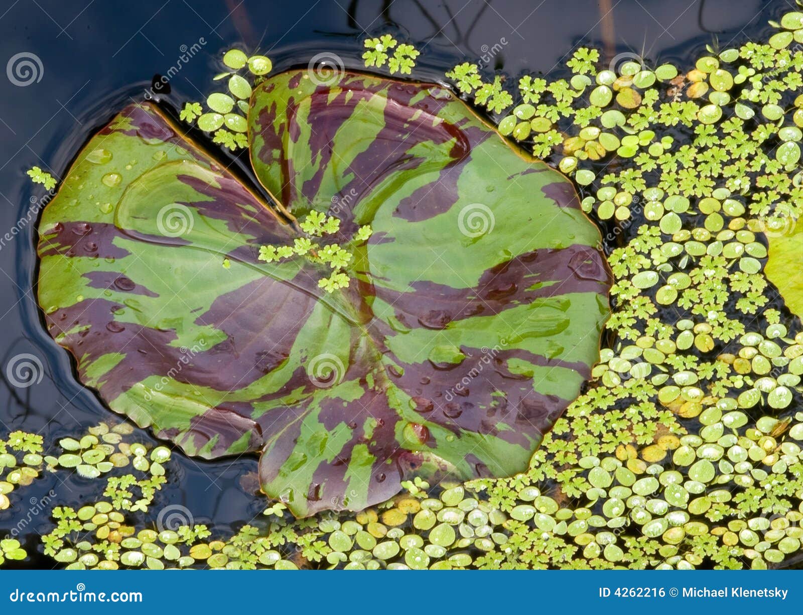Lily Pad stock photo. Image of plant, pond, outdoor, daytime 4262216