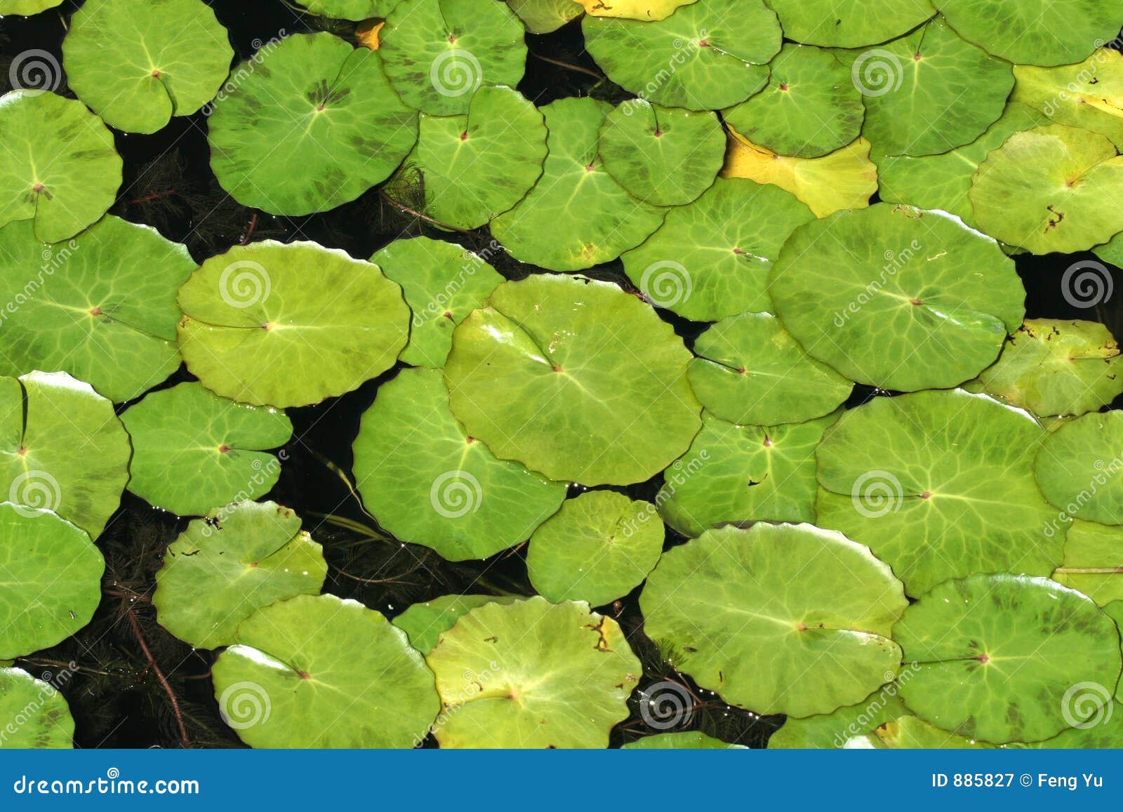 Lily Pad Royalty Free Stock Photography - Image: 885827