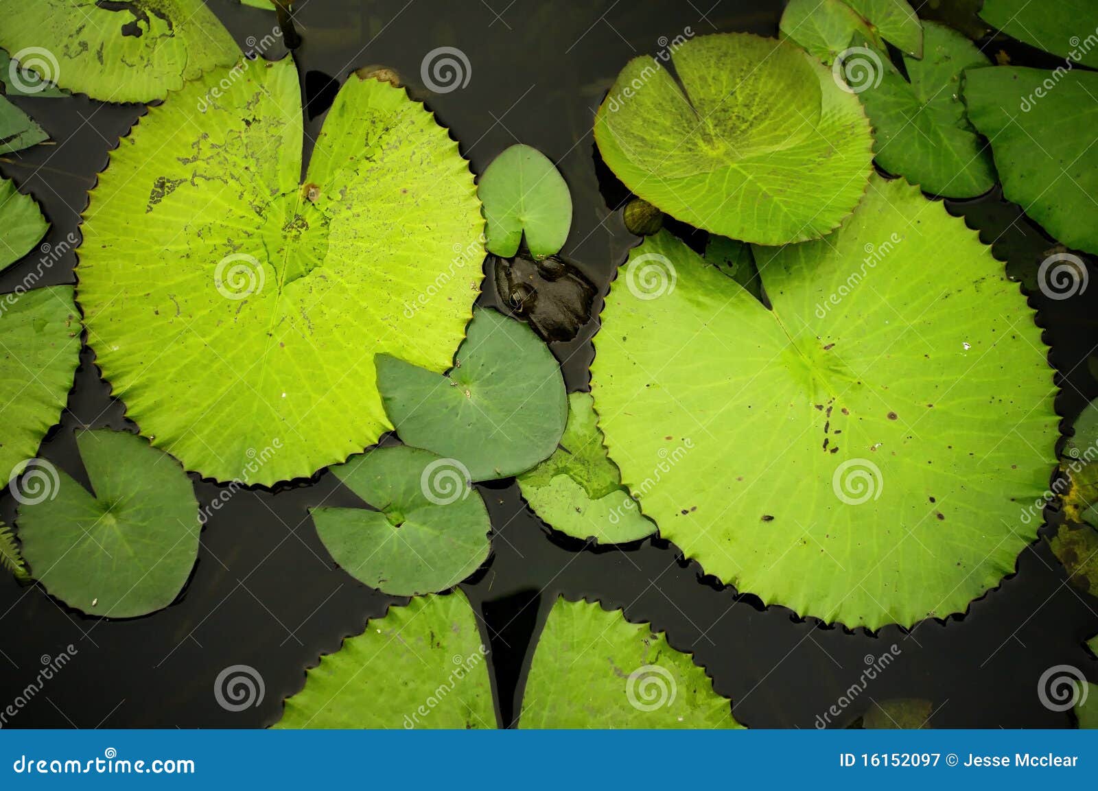 Lily pads stock image. Image of sizes, shape, pond, nature 16152097