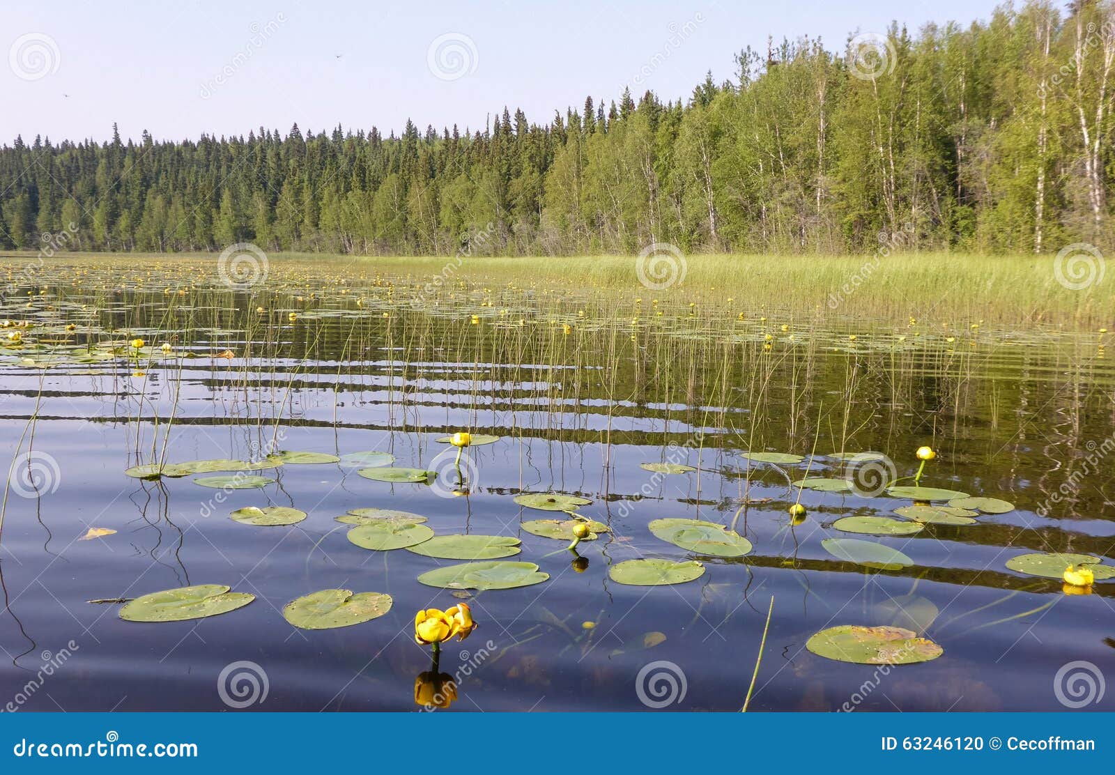 Lily Pads in Lake stock photo. Image of tree, water, travel 63246120