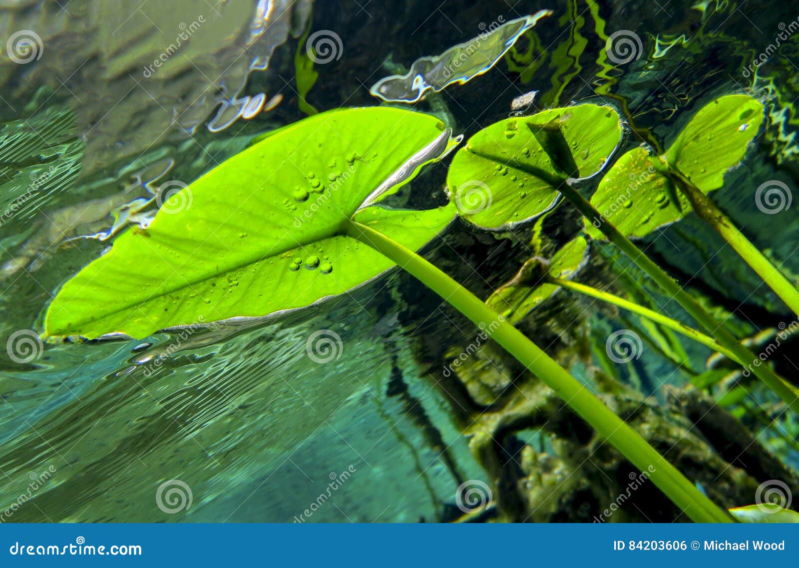 141 Lily Pads Underwater Photos Free Royalty Free Stock Photos From Dreamstime 141 Lily Pads Underwater Photos Free Royalty Free Stock Photos From Dreamstime
