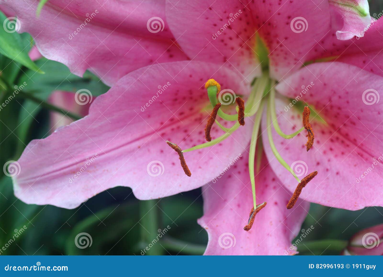 White Liliies. stock image. Image of beautiful, shallow - 84254347