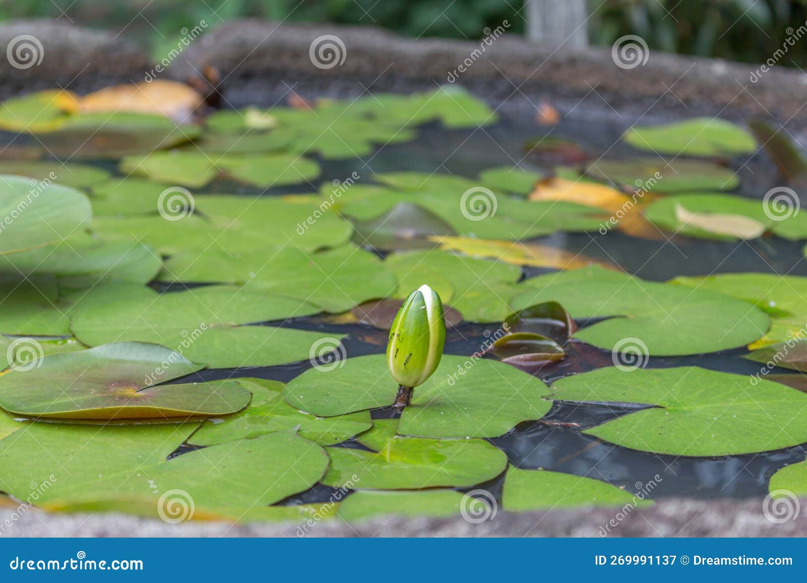 Lily pond, Japan stock image. Image of dense, lovely 269991137