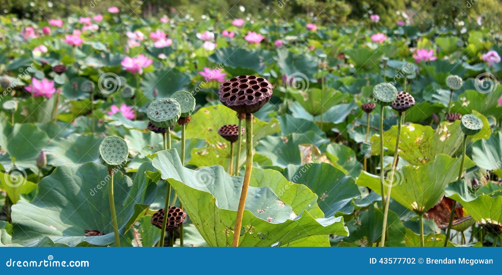 Lily Root stock photo. Image of lotus, beauty, nature 43577702