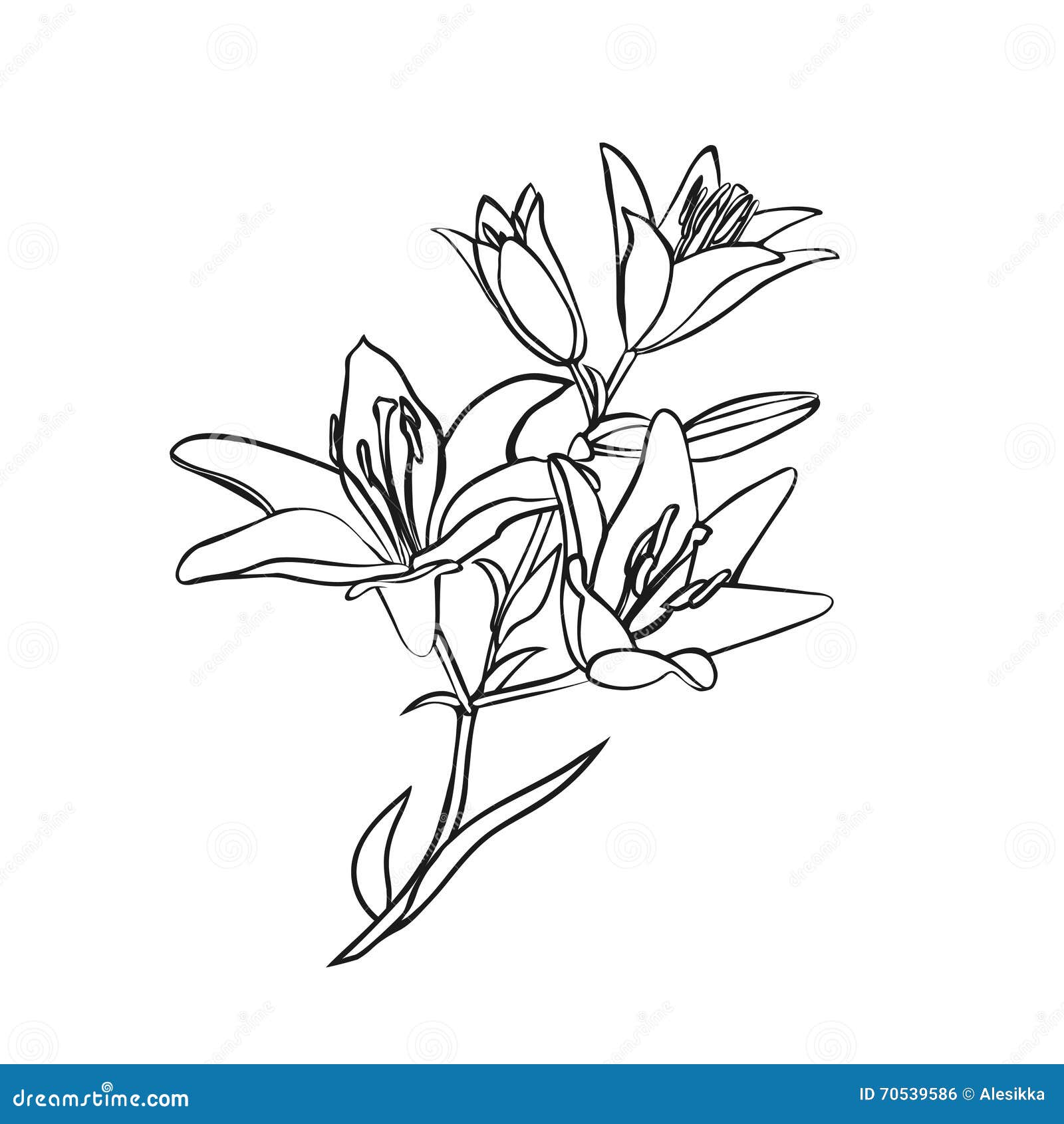 Lily Sketch on White Background. Stock Vector - Illustration of blossom ...