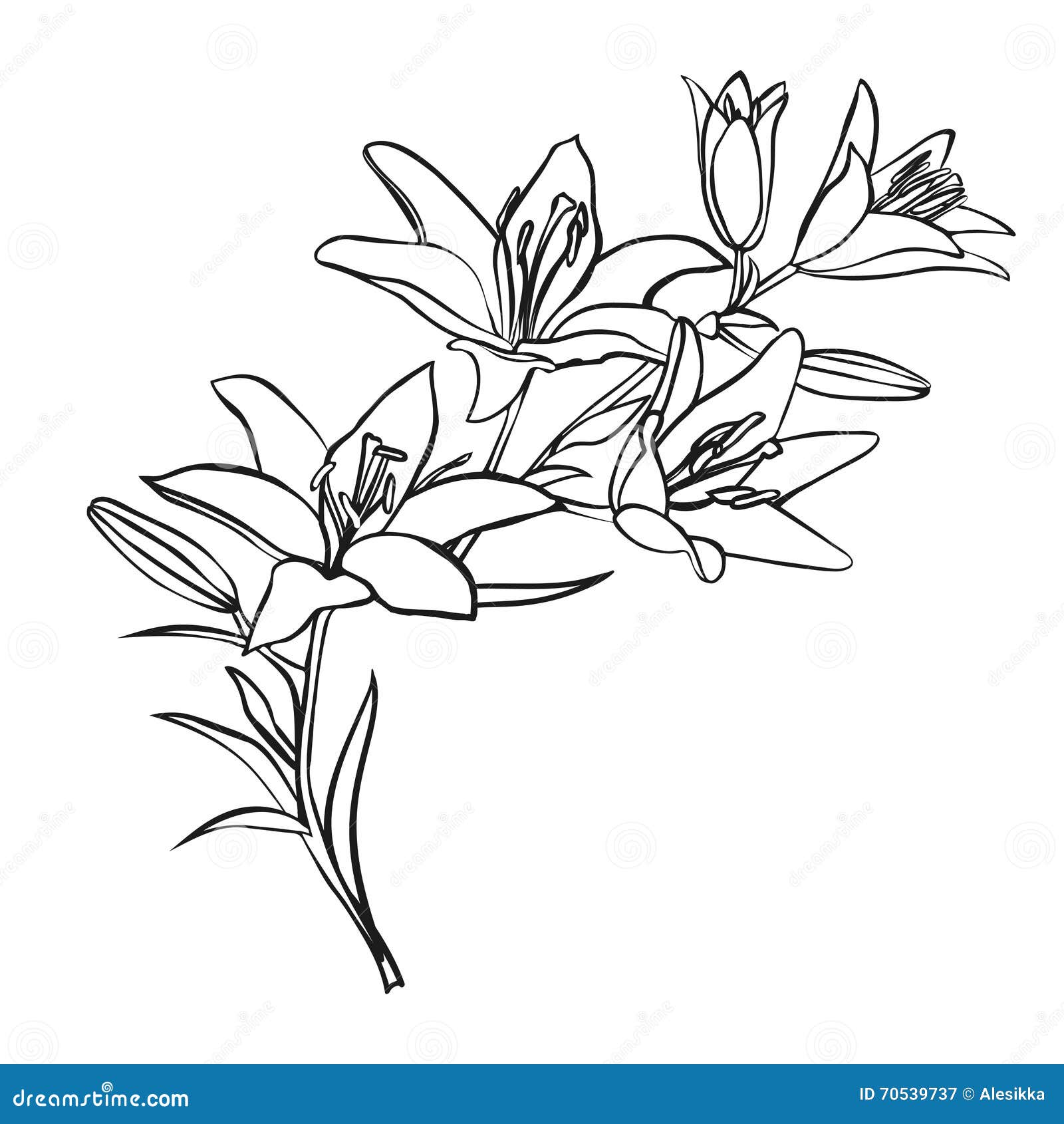 Lily Sketch on White Background. Stock Vector - Illustration of flower ...