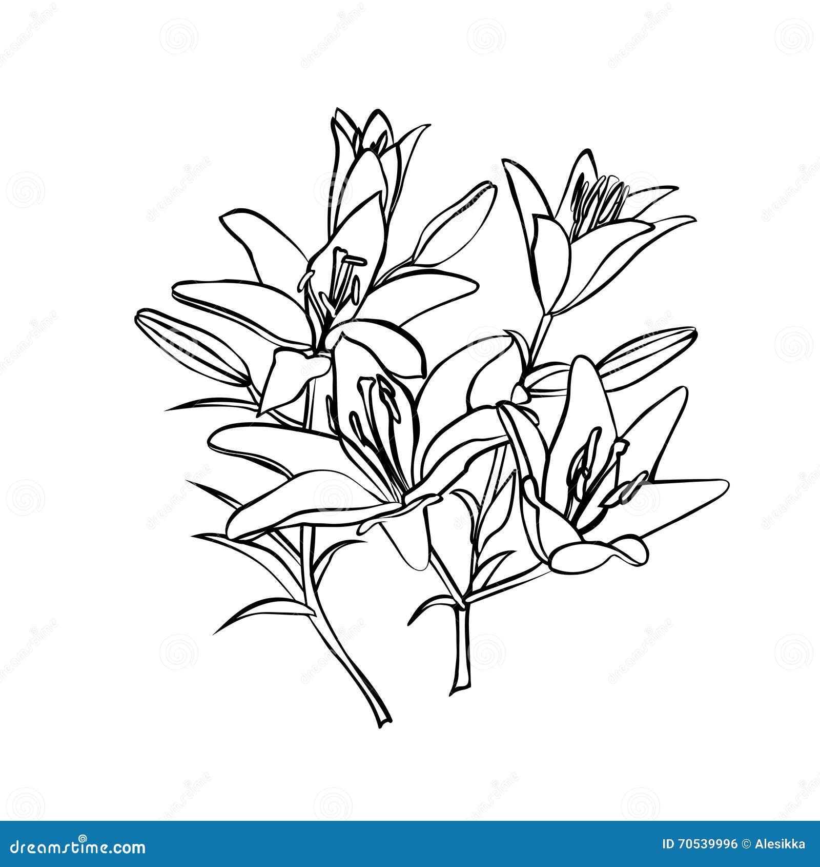 Lily Sketch on White Background. Stock Vector - Illustration of petal ...