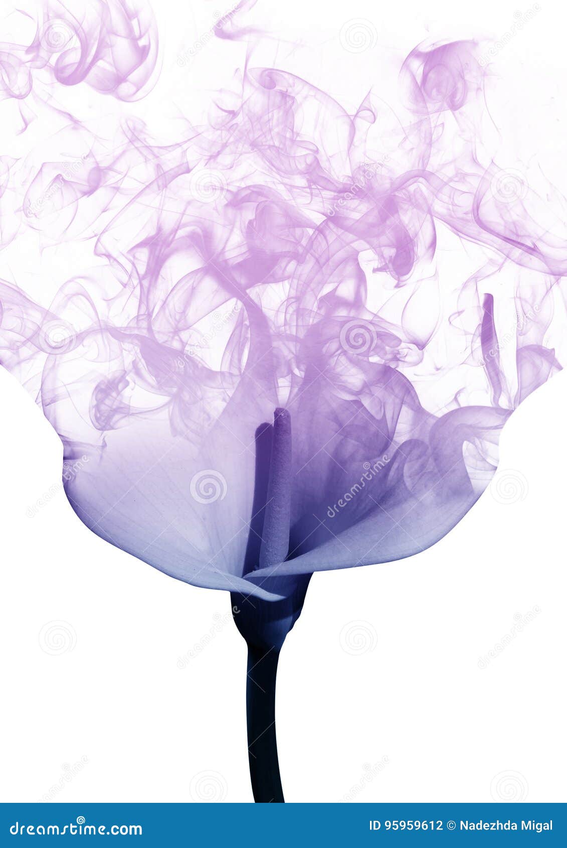 The lily from the smoke stock photo. Image of gradient 95959612