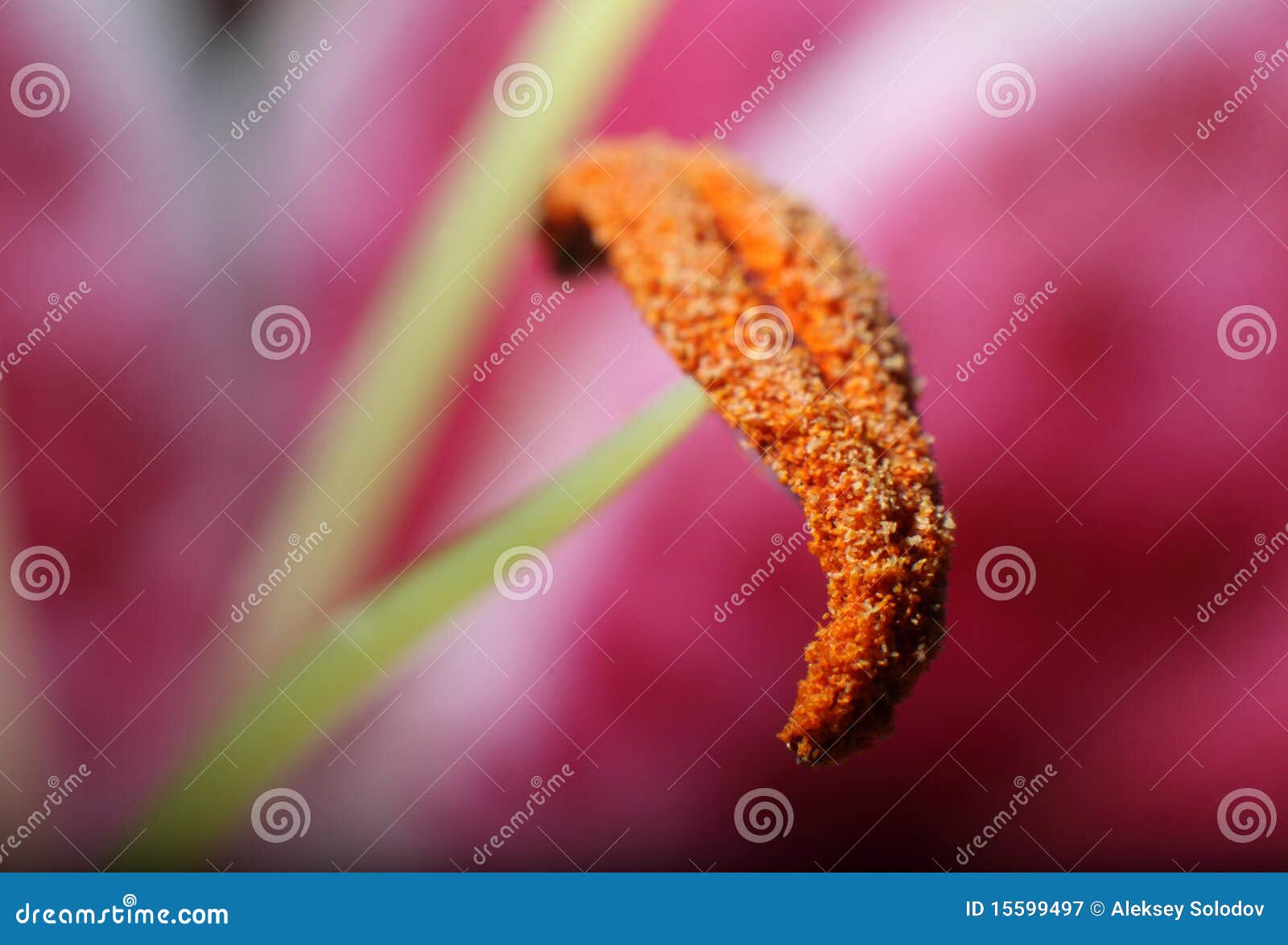 Lily stamen stock image. Image of close, colorful, plant 15599497