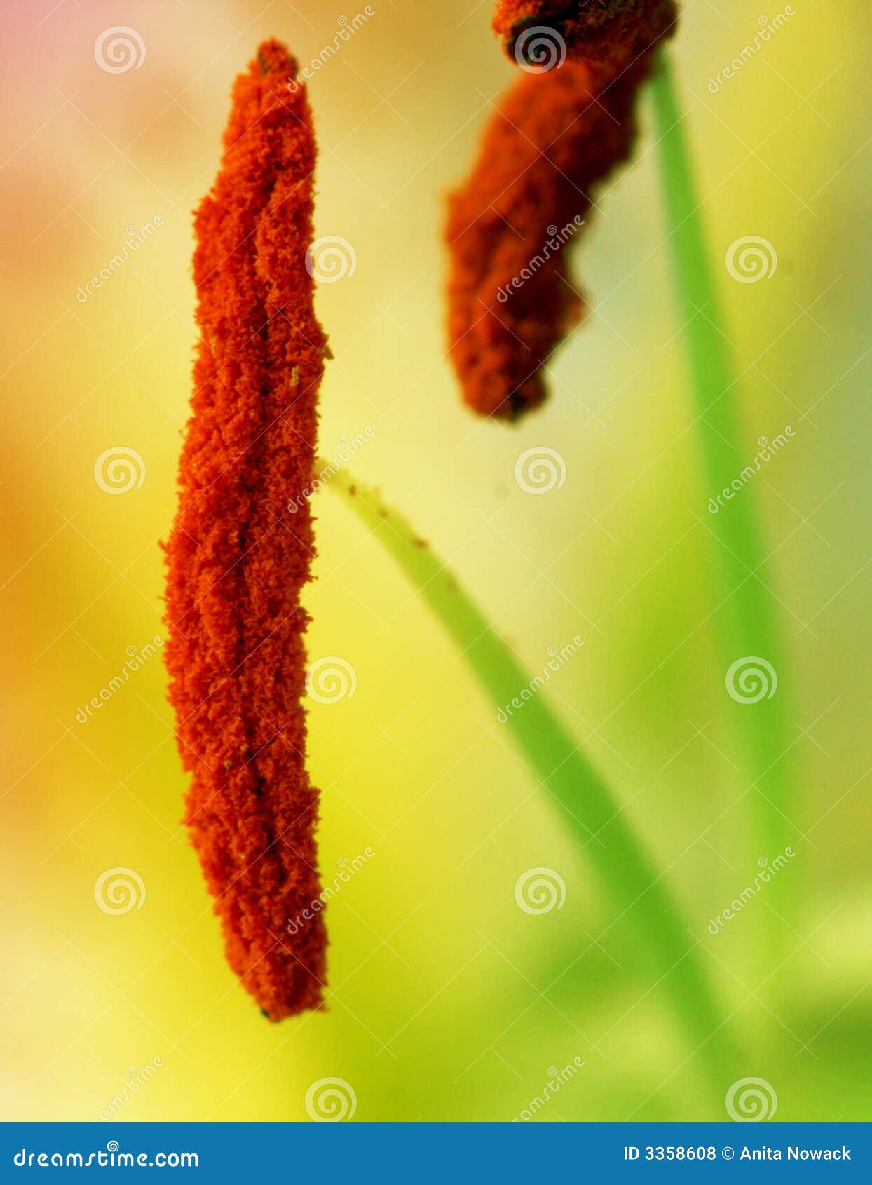 Lily stamen stock photo. Image of orange, flora, summer 3358608