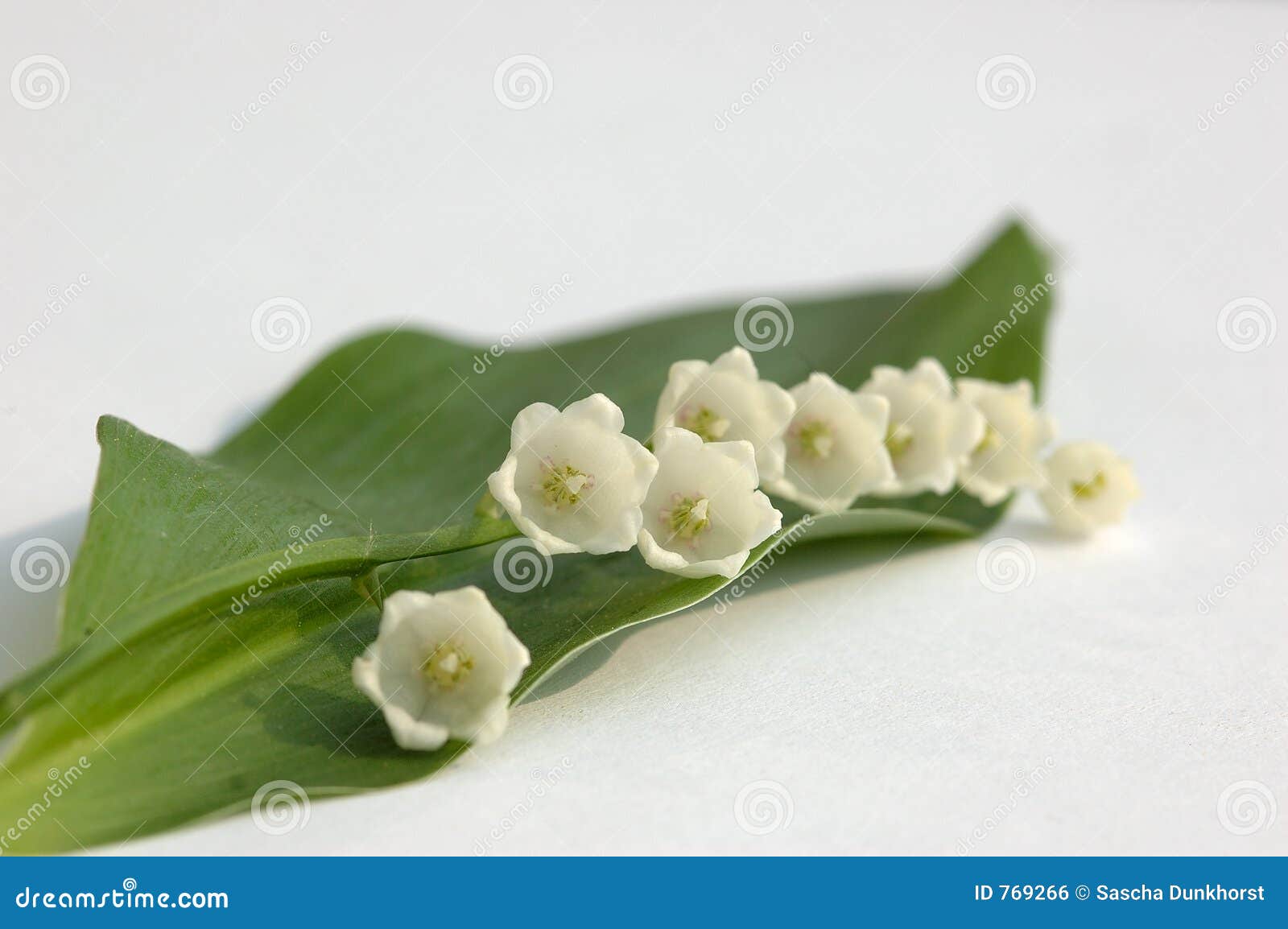 lily of the valley