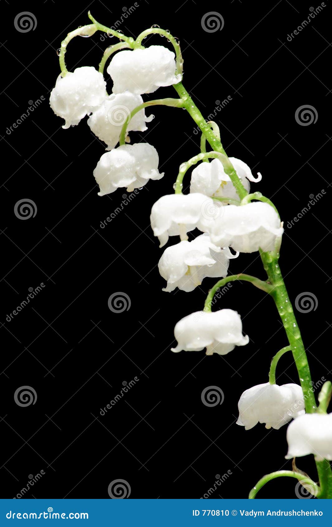 lily of the valley