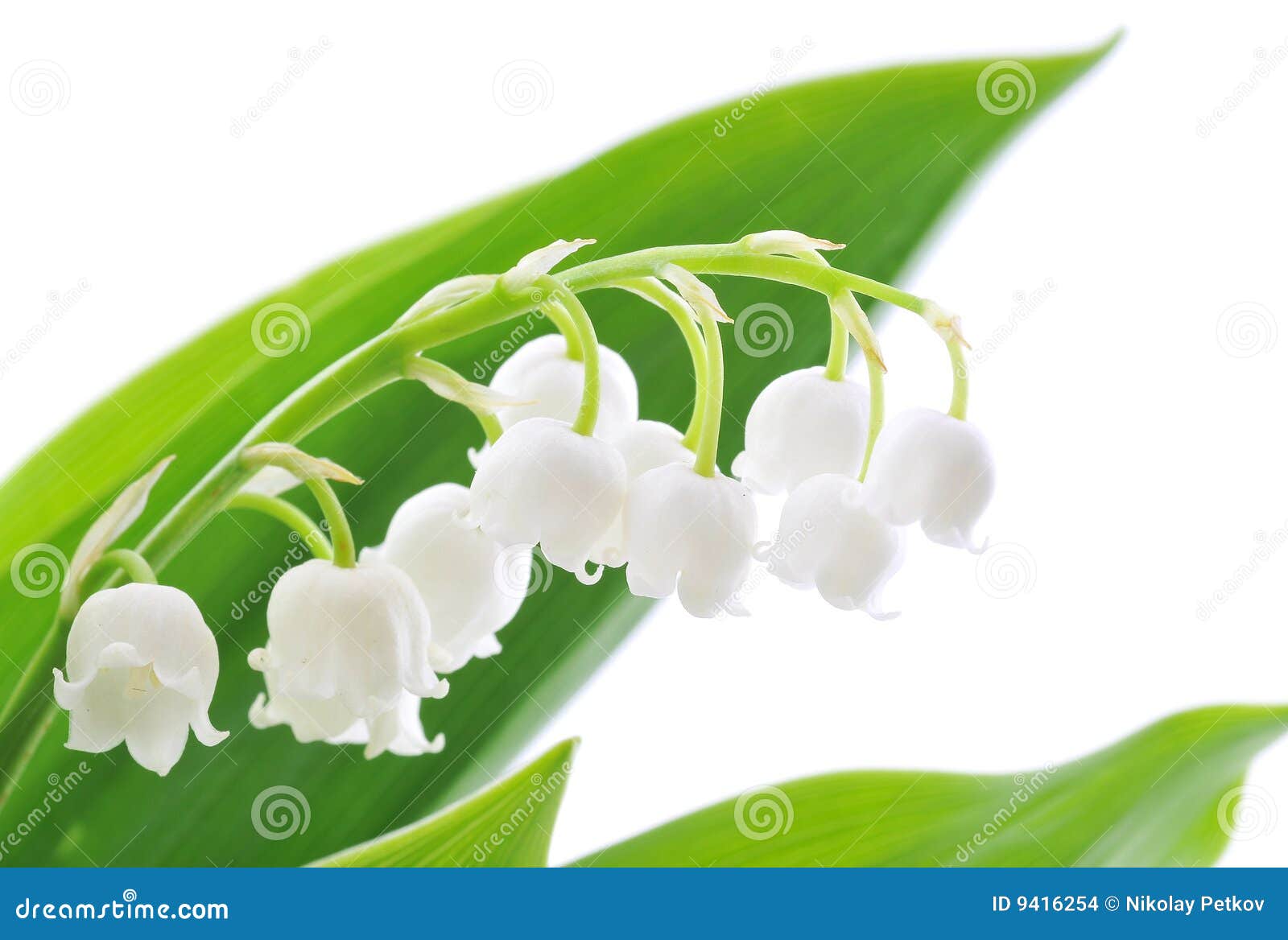 Lily Of The Valley Flowers On Paper Frame Border Isolated Horizontal