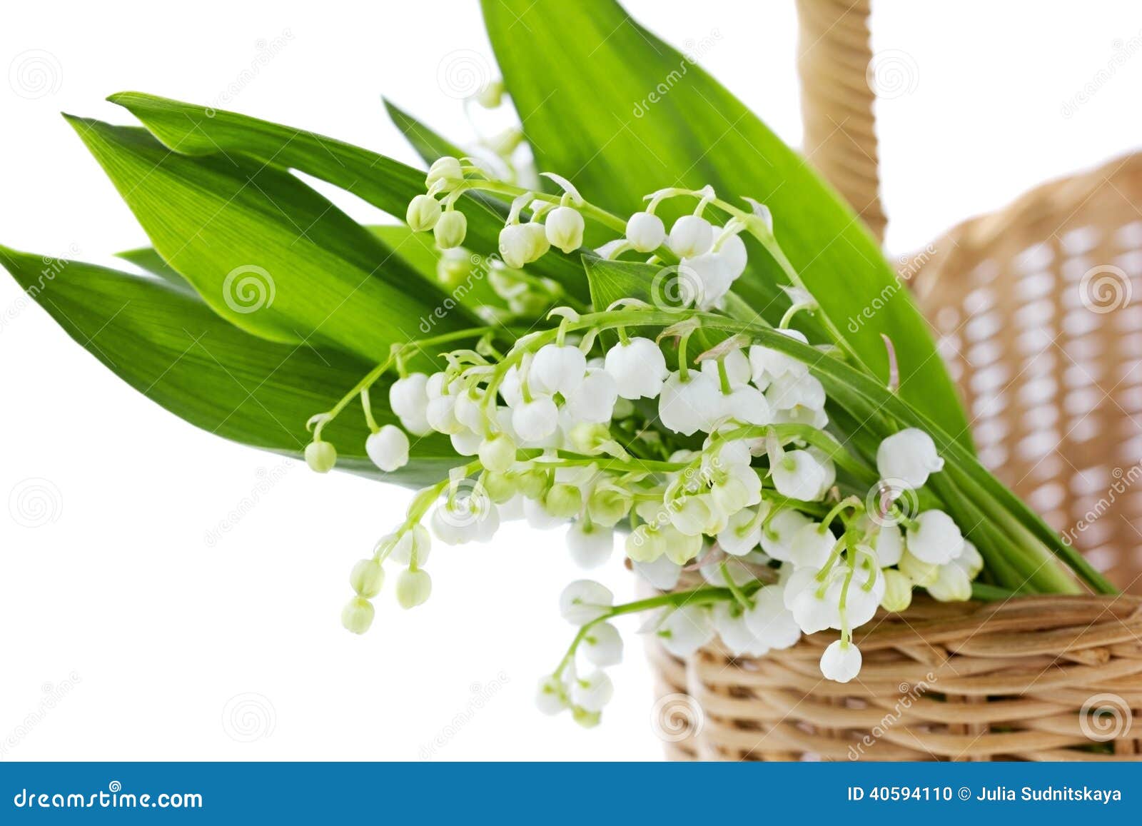 Lily of the Valley in Basket Isolated Stock Photo Image of leaves, aroma 40594110