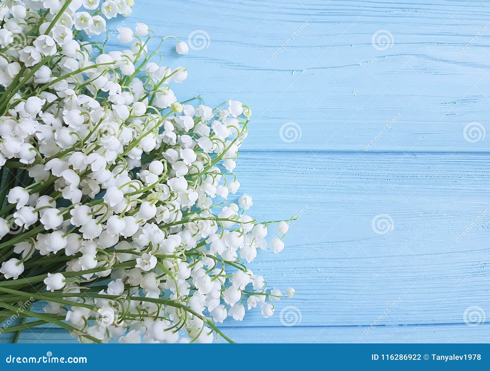 lily of the valley beautiful on blue wooden celebration decorative floral spring flowers greetings