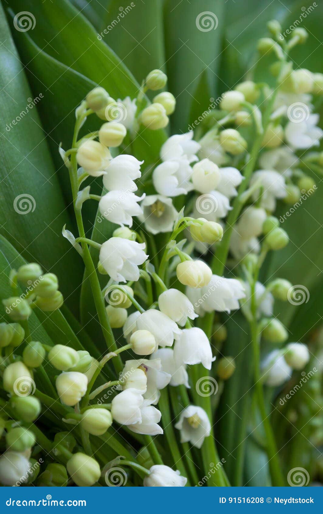Lily of the valley bouquet stock photo. Image of garden 91516208