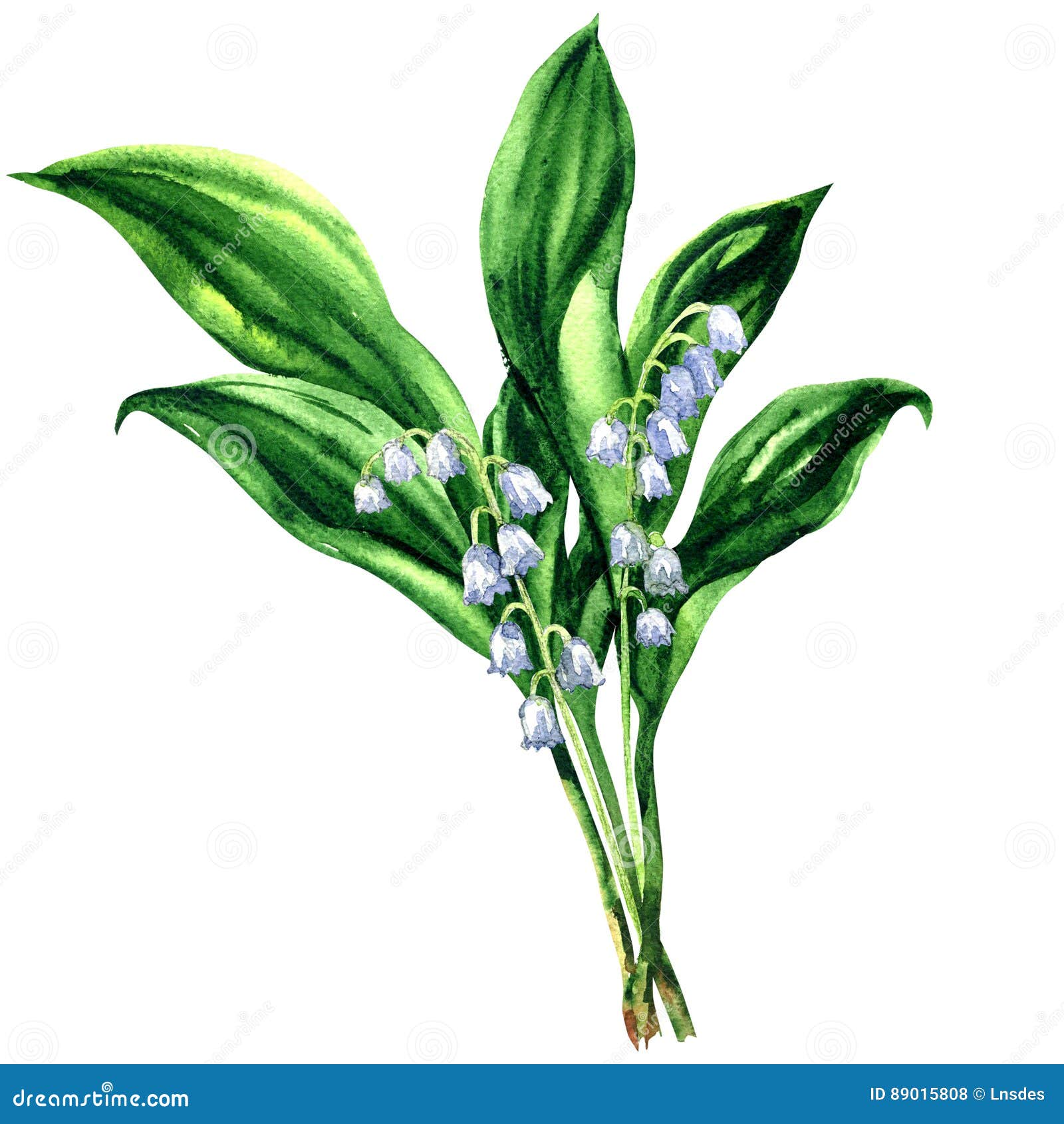 Lily of the valley, bouquet of spring flowers, isolated, , watercolor illustration on white background