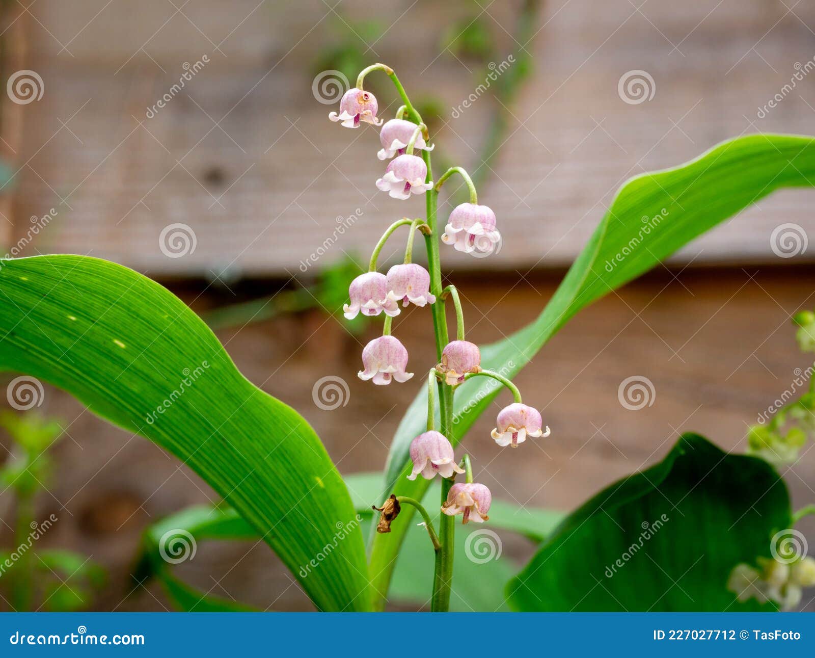 Rosea Lily of the Valley, Convallaria