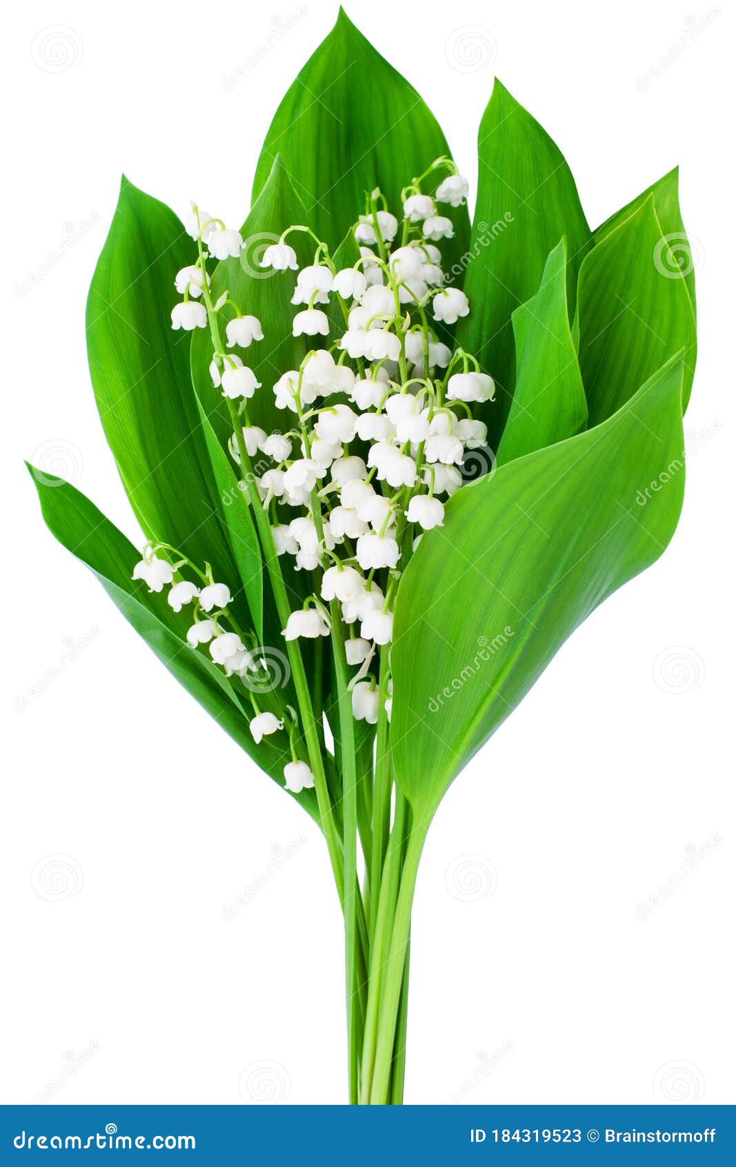 Lily of the Valley Flower Bouquet on White Background Isolated Close Up ...