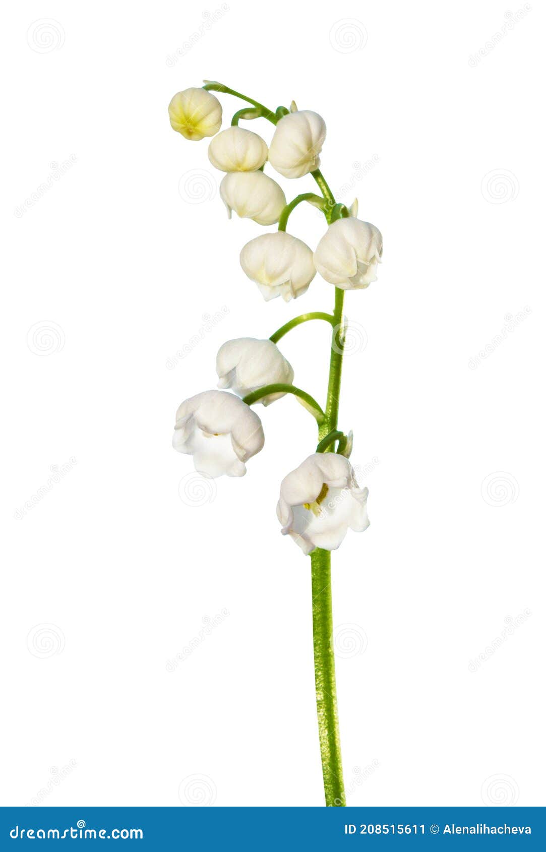 Lily of the Valley Flower on White Background Stock Illustration ...