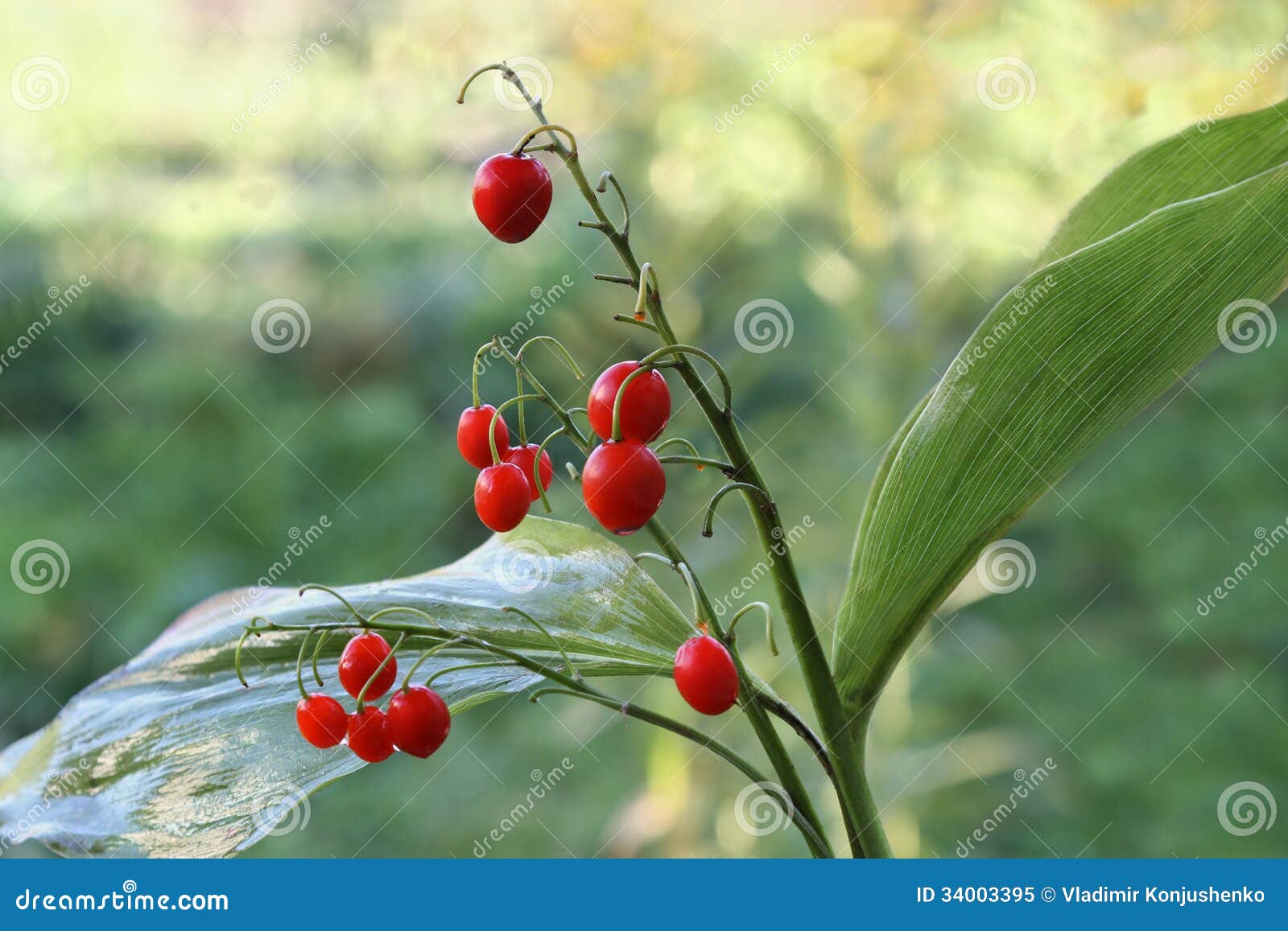 Lily of the valley fruits stock image. Image of toxic 34003395