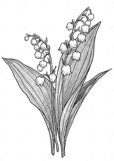 Lily of the Valley Illustration, Drawing, Engraving, Ink, Line Art ...