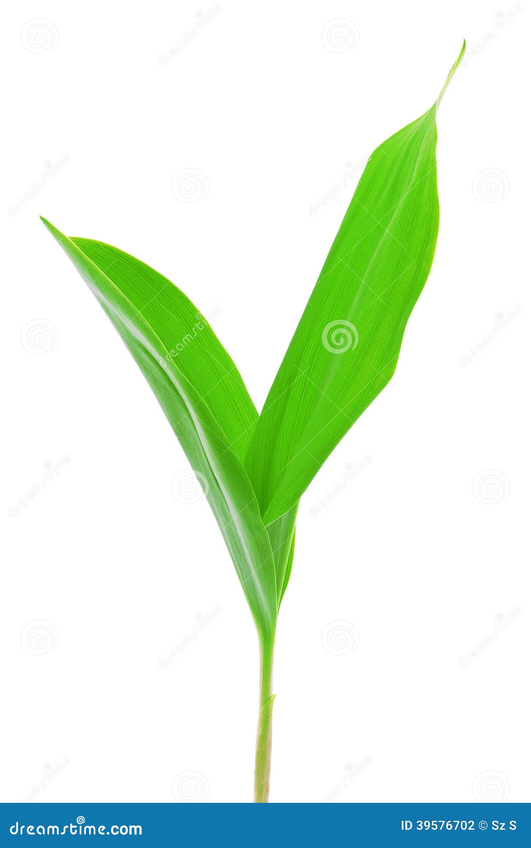 Lily of the Valley Leaves Isolated on White Stock Photo Image of
