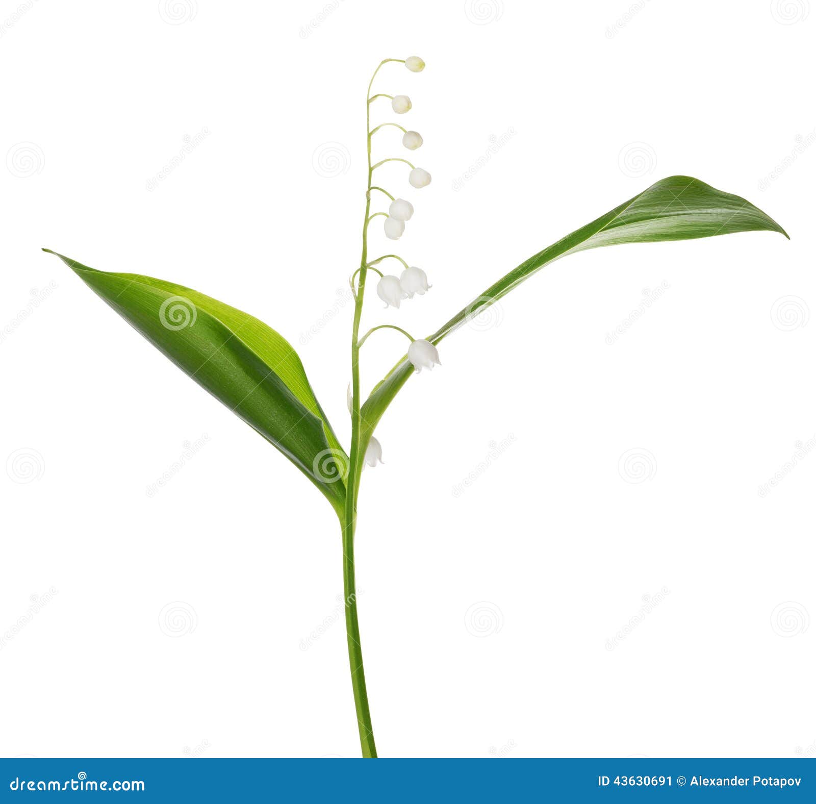 Lily Of The Valley Single Flower Isolated On White Stock Photo Image
