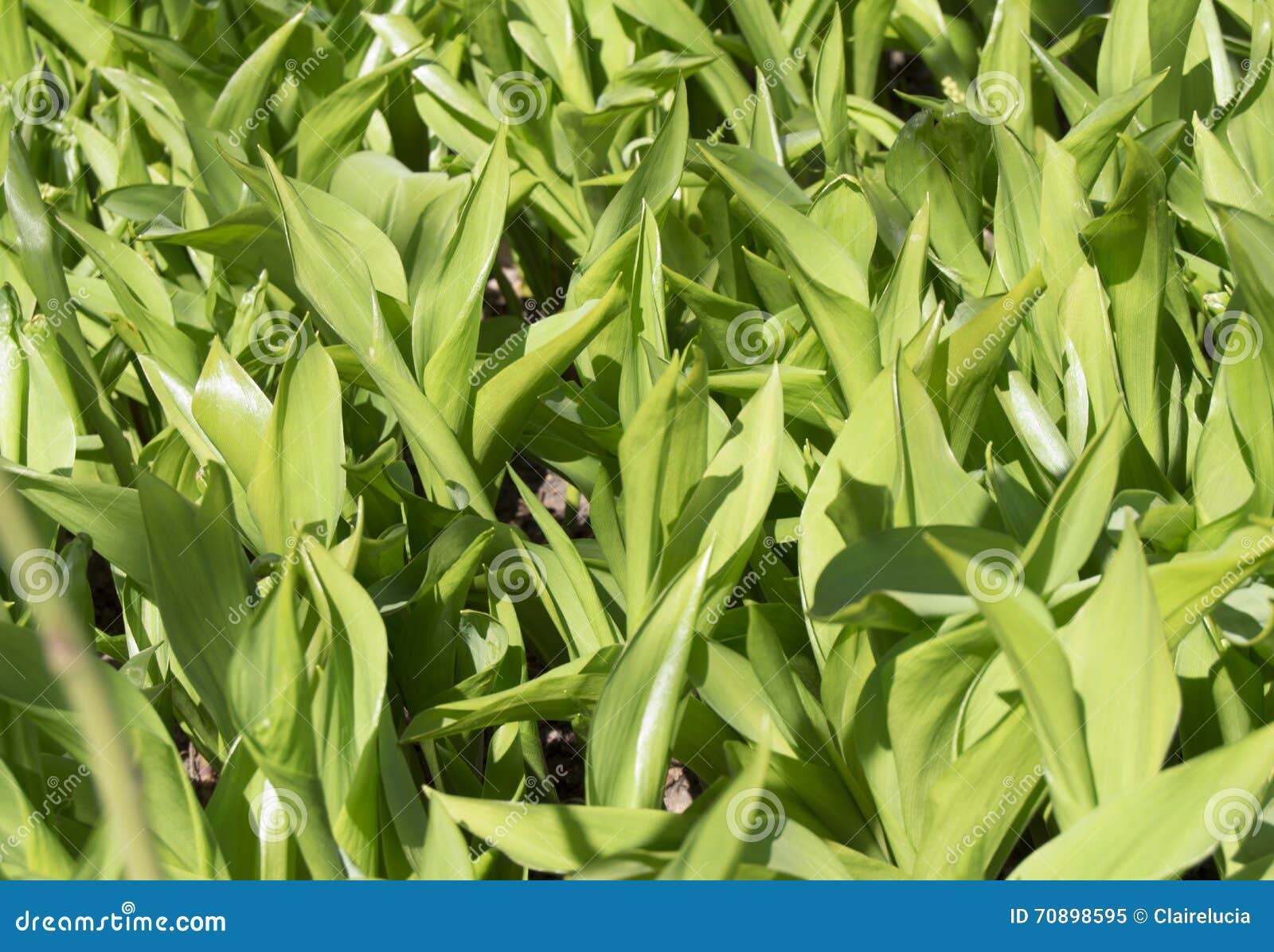 Lily of the Valley Stems Leaves Texture Background Stock Image Image