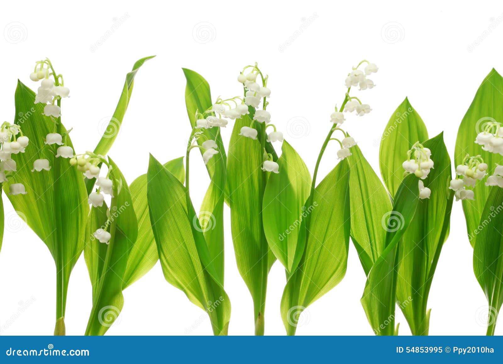 Lily Of The Valley Flowers On Paper Frame Border Isolated Horizontal