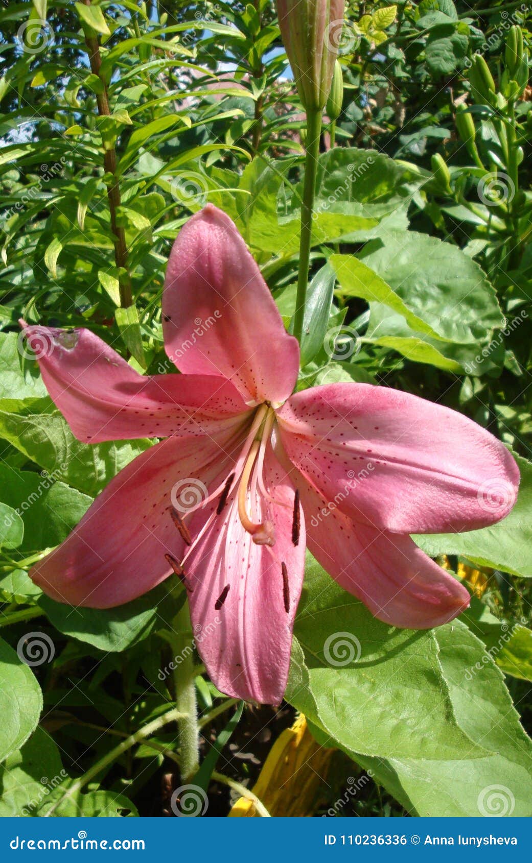 Lily Varieties CA California Stock Photo - Image of began, foliage ...