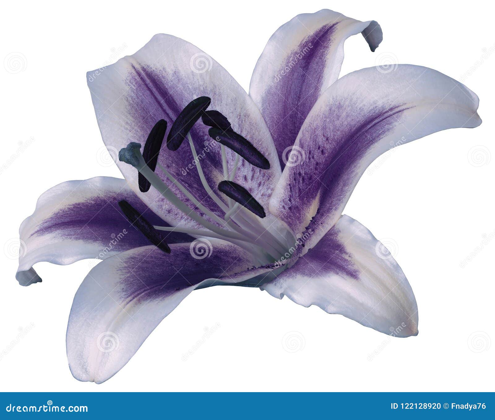 Blue Lily Flower On Isolated Black Background With Clipping Path Closeup No  Shadows For Design Nature Stock Photo - Download Image Now - iStock