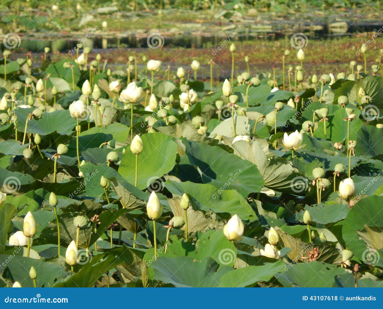 Lilypads in Bloom stock photo. Image of blushing, coral 43107618
