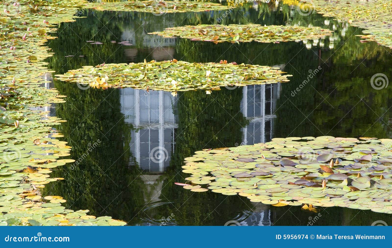 Lilypond Stock Photo Image Of Bloomers Framed Natural 5956974