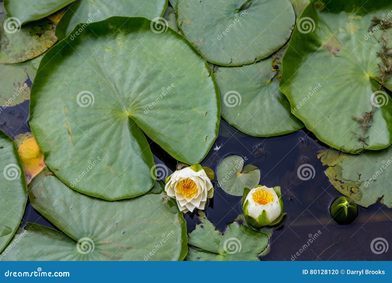 Lilys And Large Lily Pad Stock Photo Image Of Pond Floating