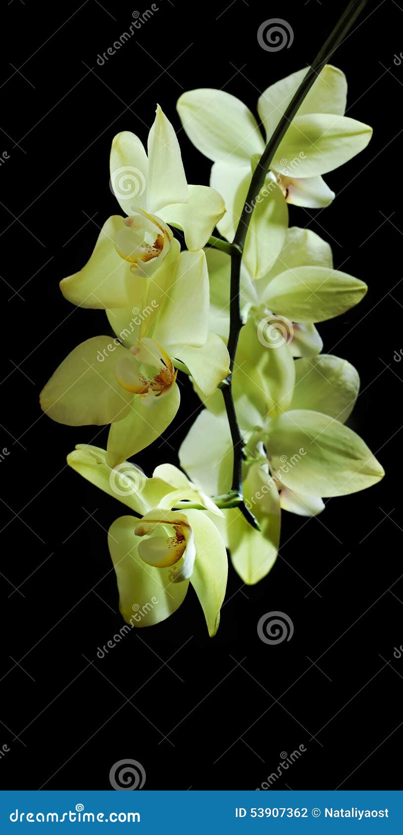 Limão - O Amarelo Floresce a Orquídea Foto de Stock - Imagem de beleza,  relaxar: 53907362