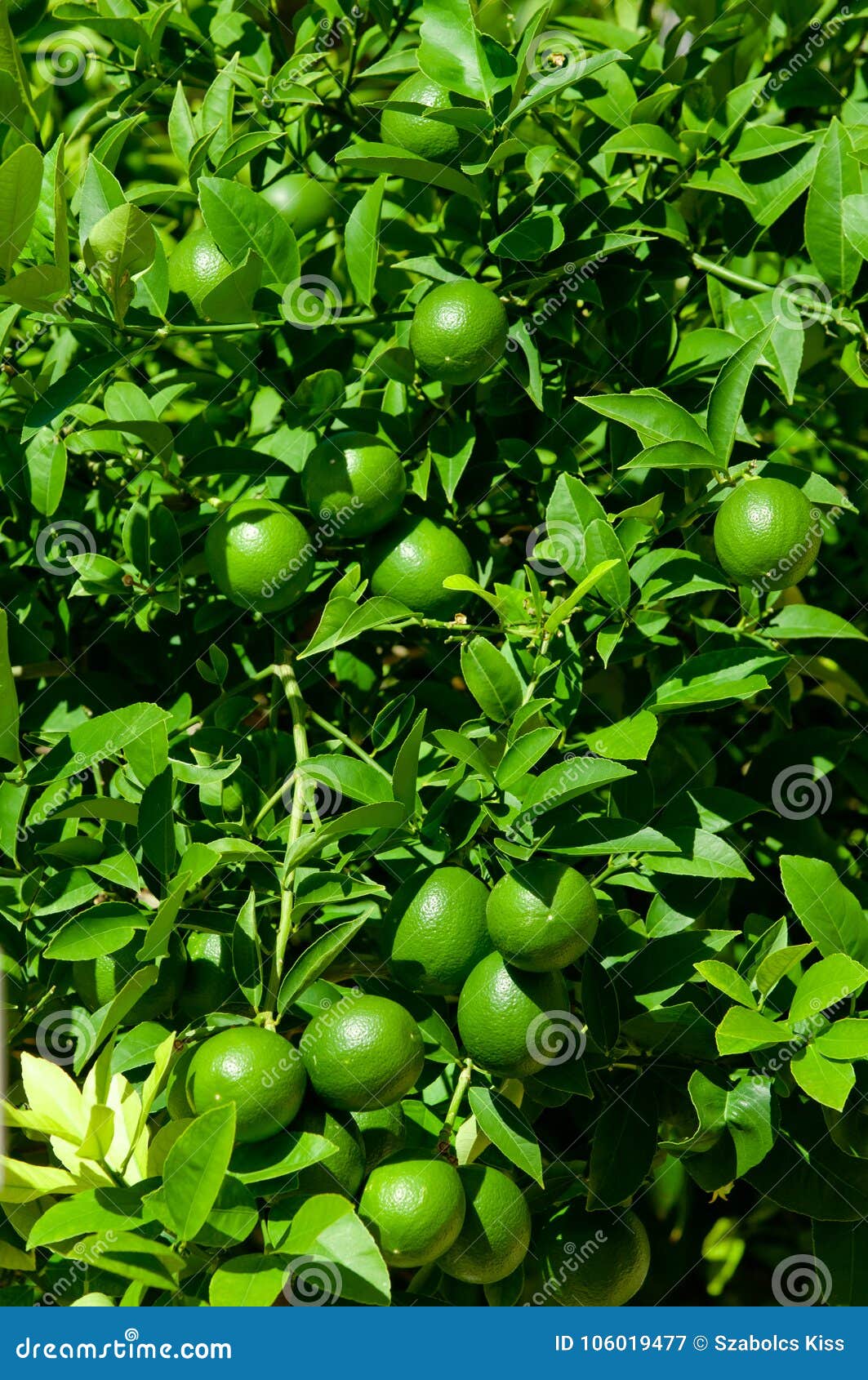 Limón Verde En árbol De Limón Con Las Hojas Imagen de archivo - Imagen de  alimento, travieso: 106019477