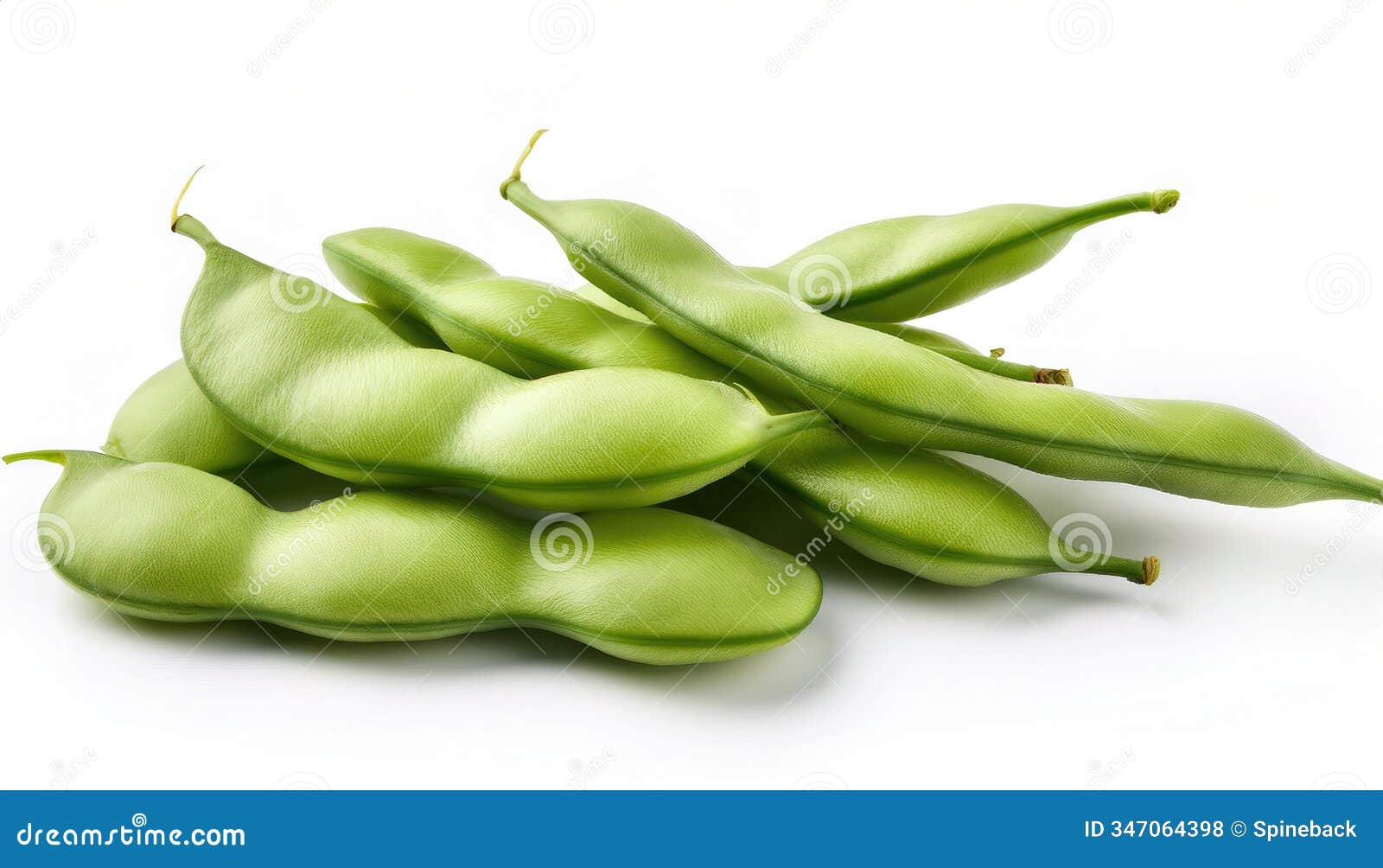 lima bean - phaseolus lunatus - also known as butter, sieva, double or madagascar bean, is a legume grown for its edible seeds. a