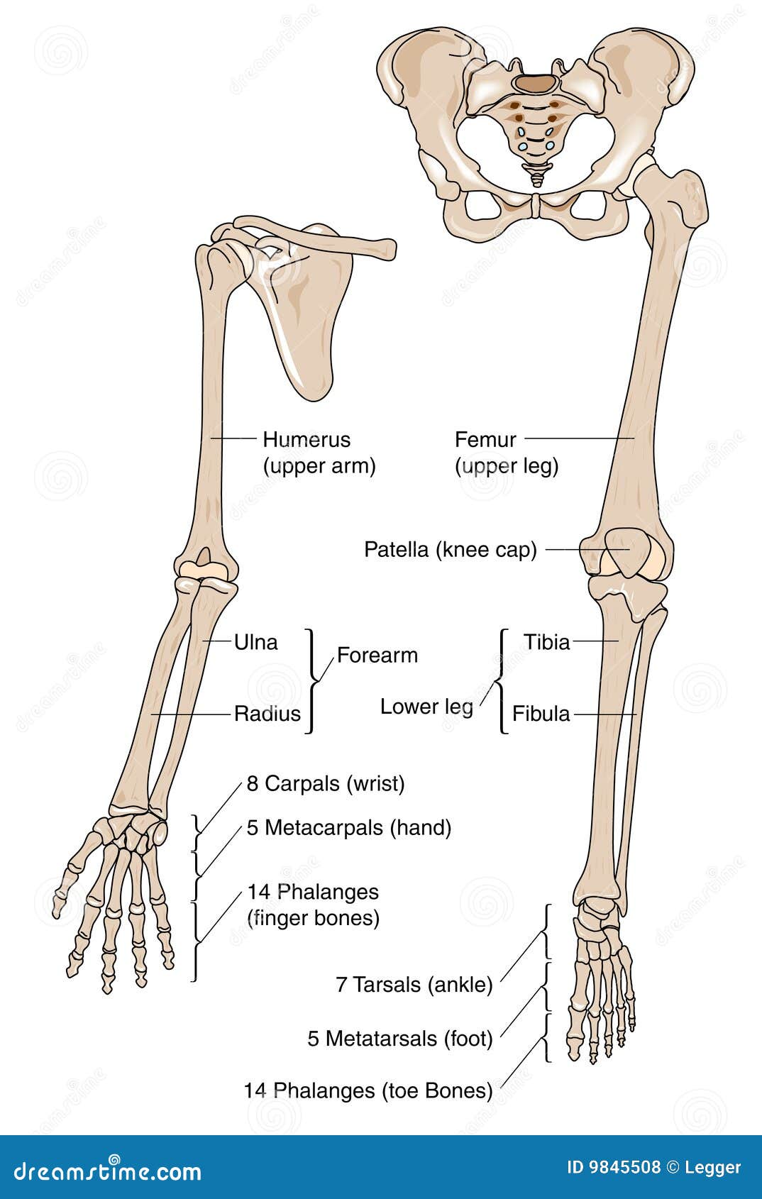 Limb bones stock vector. Image of radius, bones, fibula - 9845508