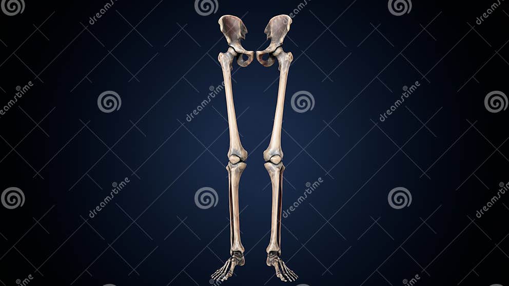 Human Skeleton Lower Limbs Anatomy 3D Illustration Stock Illustration