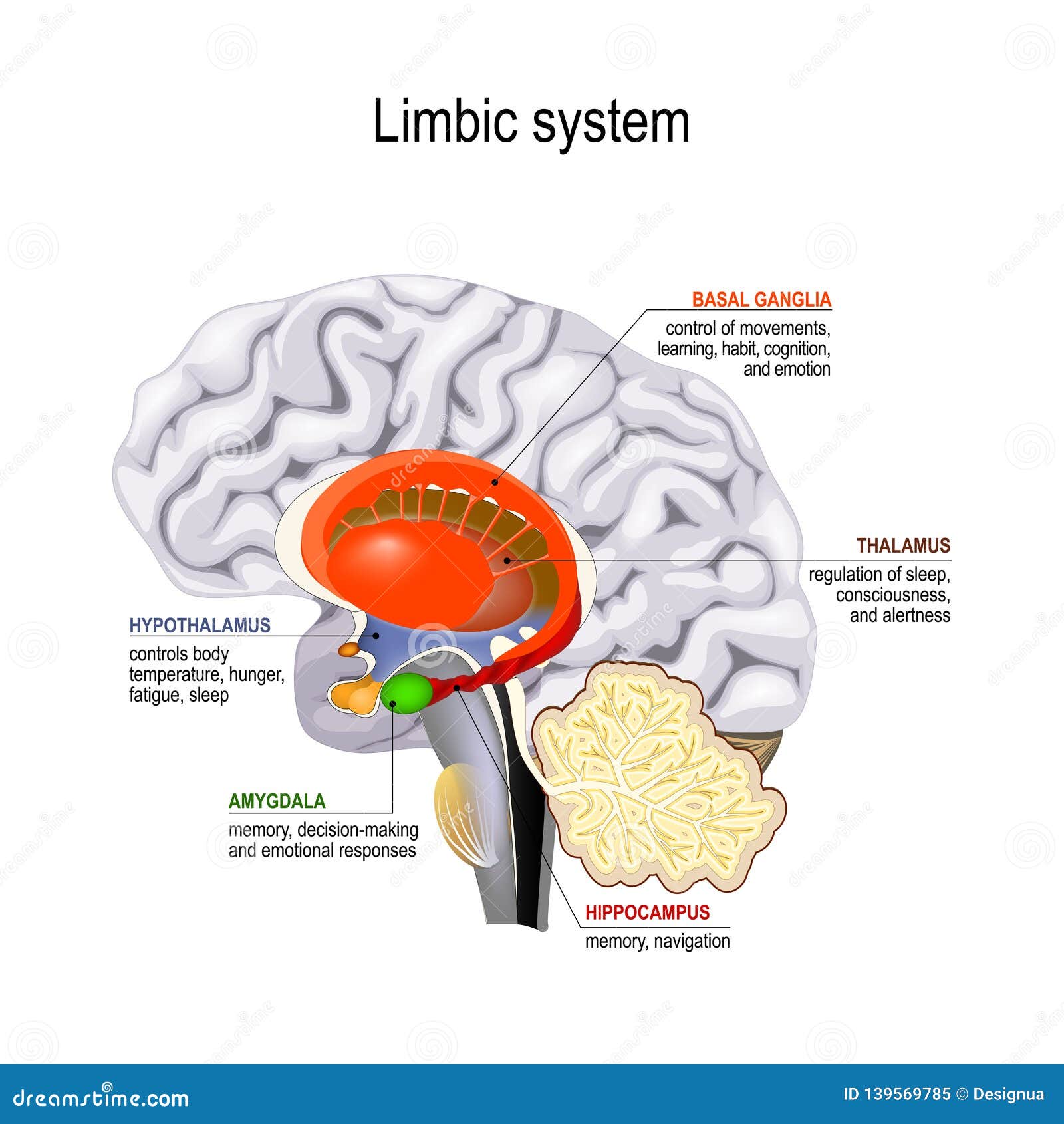 Limbic System Parts Anatomy Human Brain Cross Section Explanations ...