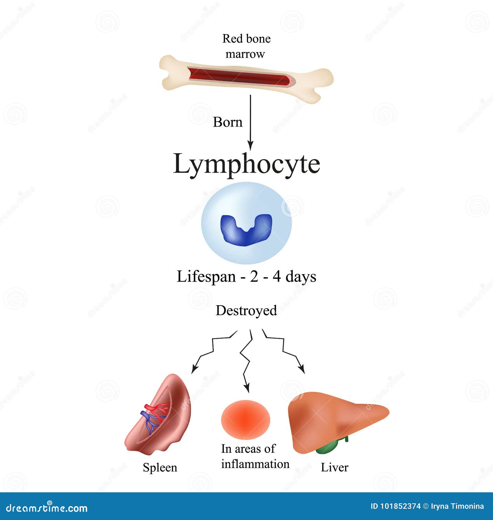 limbo leukocytes in bone marrow. dieback leukocytes in the spleen, liver and at sites of inflammation. the life of leukocyte.
