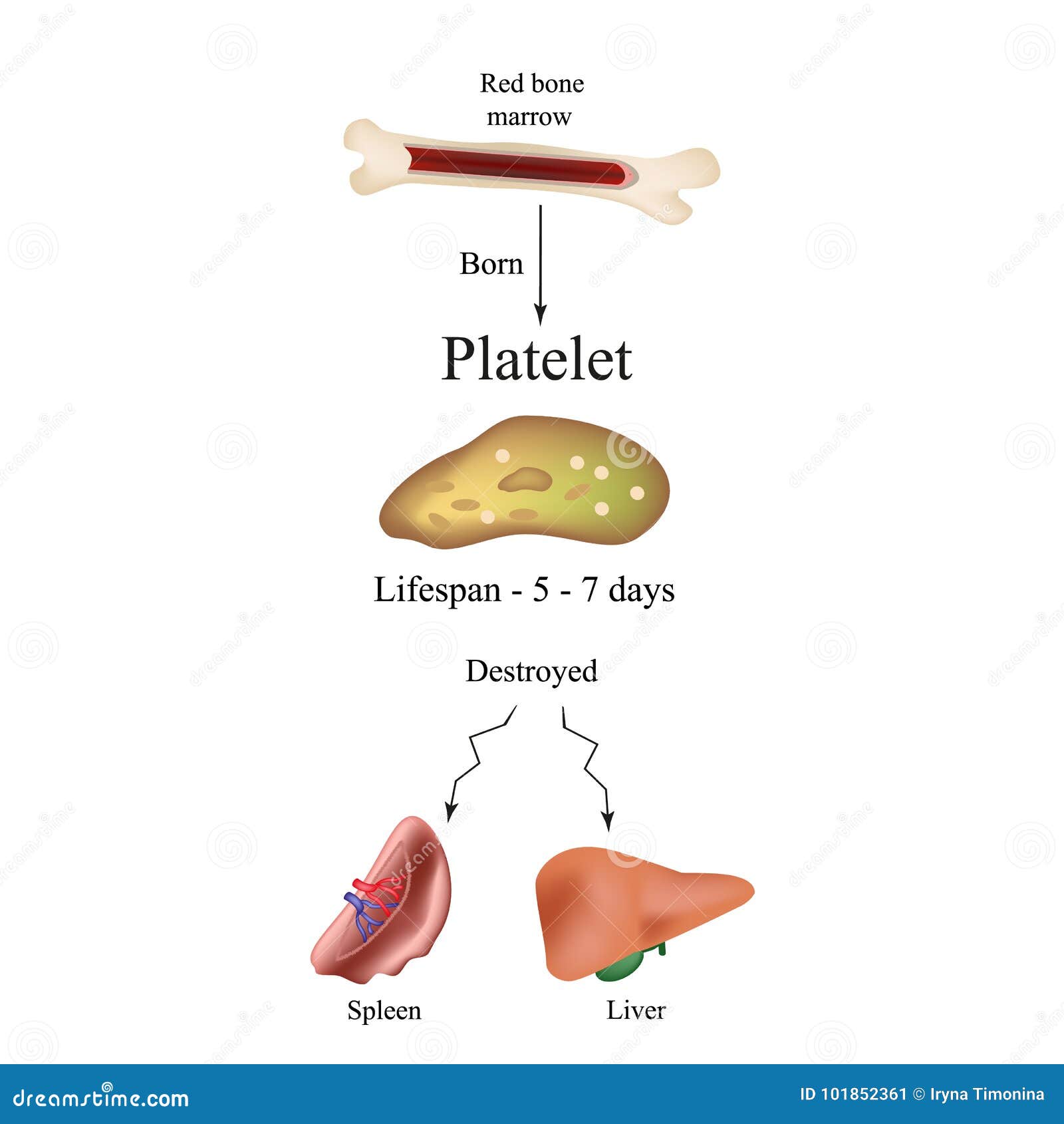 limbo platelets in the bone marrow. dieback of platelets in the spleen, the liver. the life of the platelet. infographics.