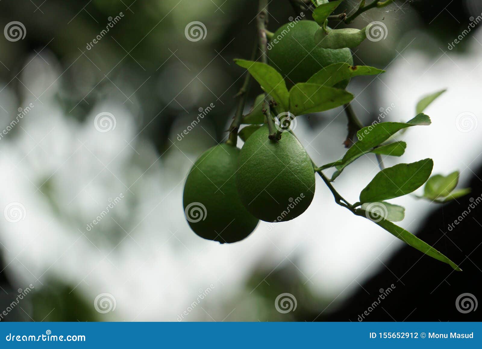 Limbura Nimbura Lebu Nimbu Grune Zitrone Eine Zitrusfrucht Citrus Limon Des Indischen Ursprung Blatter Sind Blasses Es Grun Stockfoto Bild Von Zitrusfrucht Ursprung 155652912